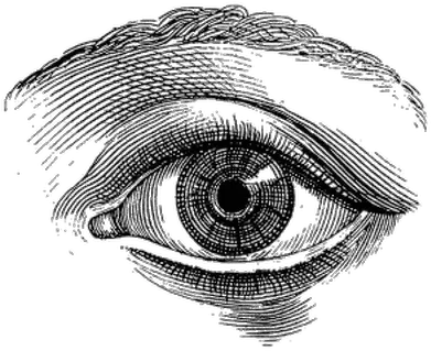 Eye Vintage Drawing Transparent Png Human Senses And Architecture Eye Transparent