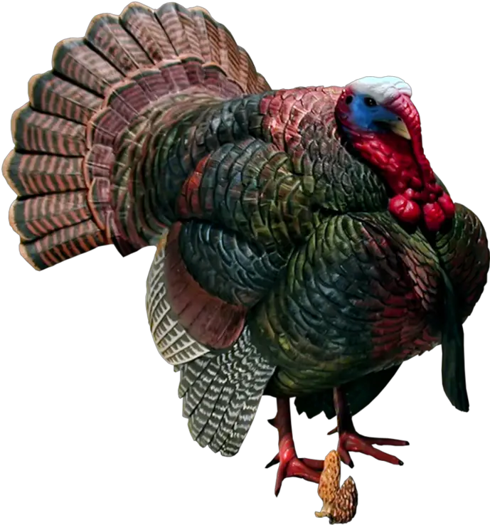 Turkeys Clipart Wild Turkey Turkeys Png Turkey Clipart Transparent Background