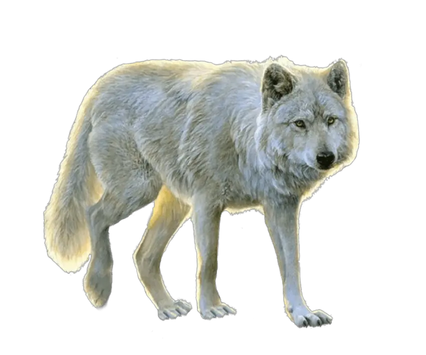 White Wolf Png Images Transparent Animals Png For Photoshop Transparent Animals