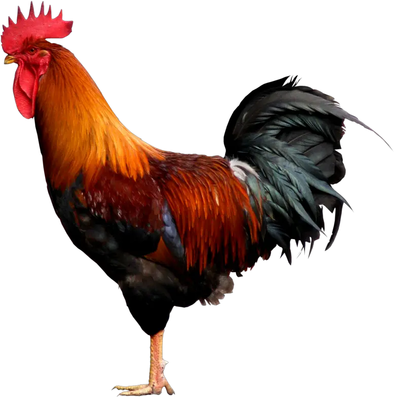 Cock Png Youve Heard Of Elf On A Shelf Rooster Png