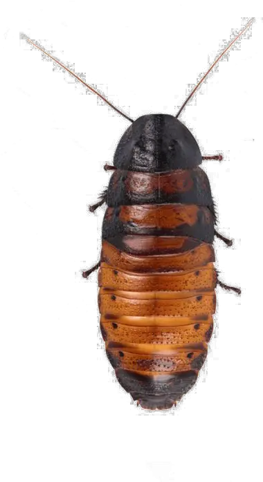 Cockroach Png Hd Quality Madagascar Hissing Cockroach Png Cockroach Png