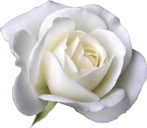 White Rose Garden Roses Flower Petal Flower White Rose Png White Roses Png