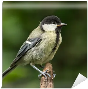 Wall Mural Juvenile Great Tit Perched Great Tit Png Tit Icon