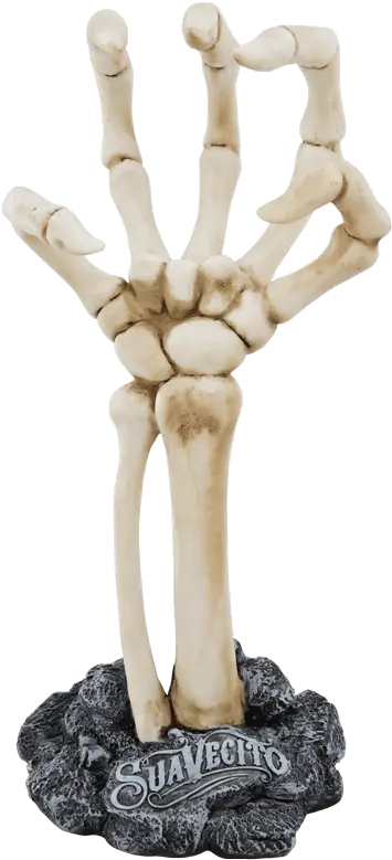 Skeleton Hand Display Human Skeleton Png Skeleton Hand Png
