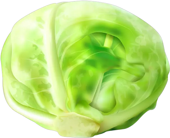 Cabbage Clipart Transparent Cabbage Clip Art Png Cabbage Transparent