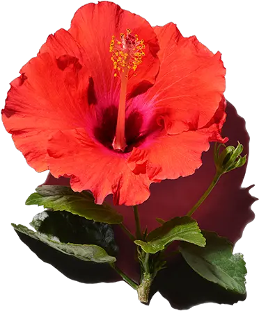 Best Ingredients For Hair Hibiscus Extract Hawaiian Hibiscus Png Hawaiian Flower Icon