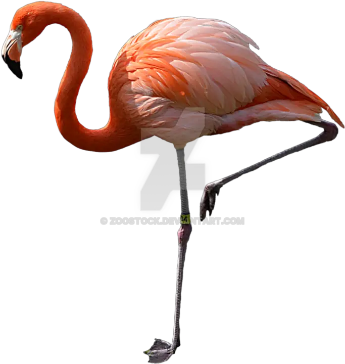 Watch Pink Flamingos Real Flamingo Png Flamingo Icon
