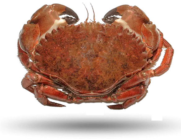 Rock Crab Pacific Supreme Lobster Crabs Of The Pacific Northwest Png Crab Legs Png