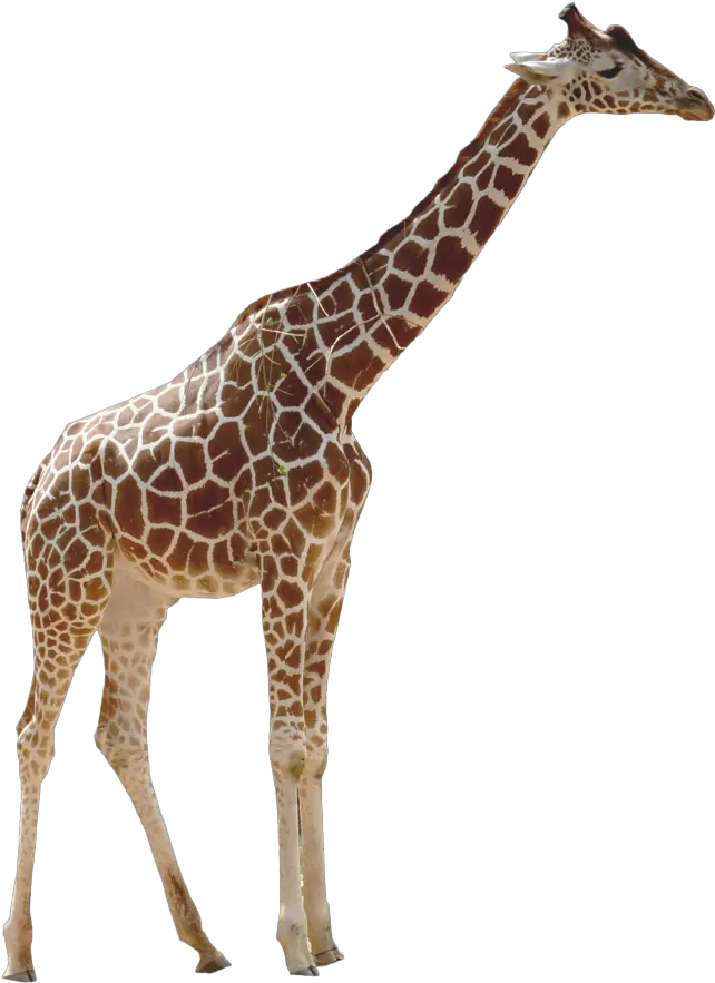 Giraffe Png Image Giraffe Transparent Background Giraffe Png