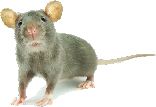 Download Free Png Mouse Animal Mouse Animal Png Mouse Png