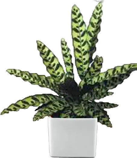 Download Desktop Plants Gallery Snake Plant Calathea Flowerpot Png Jungle Plants Png