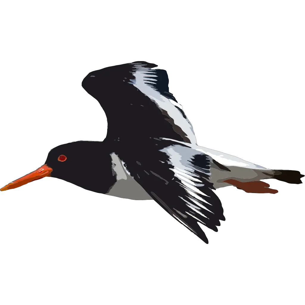 Black Bird Flying Png Svg Clip Art For Web Download Clip Oyster Catcher Flying Png Bird Flying Png