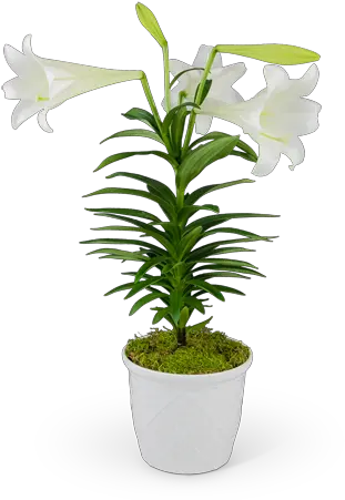 Classic Easter Lily In Yardley Pa Easter Lily Png Easter Lily Png png