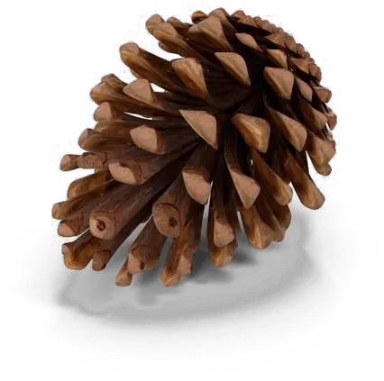 Pine Cone Png Transparent Images Buah Cemara Png Pine Cone Png