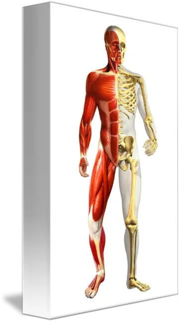 Anatomy Of Male Body With Half Skeleton And M By Stocktrek Images Half Skeleton Half Muscle Png Skeleton Arm Png