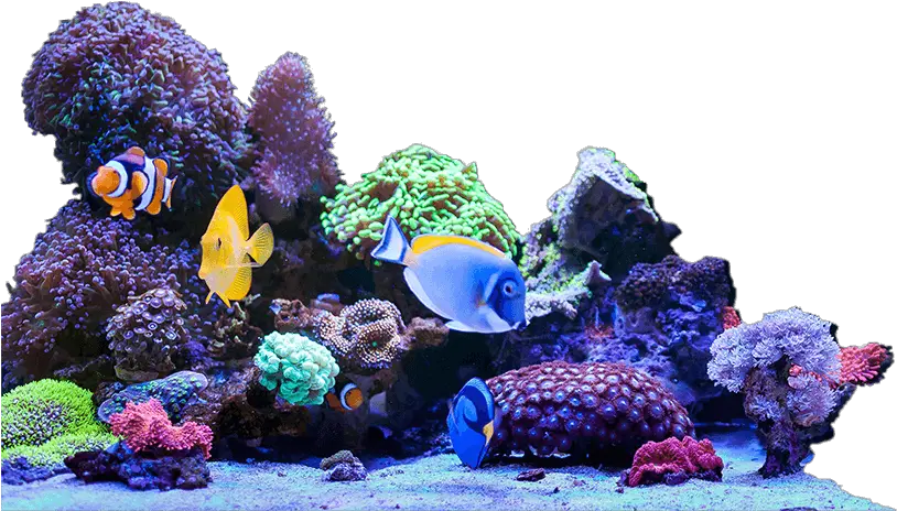 Bulk Reef Supply Making Reefing Fun And Easy Bulk Reef Artificial Aquarium Plant Png Coral Transparent