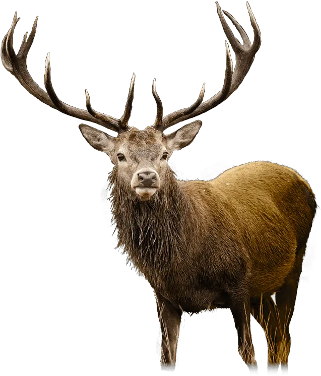 Png Hd Transparent Deer Deer Png Hd Deer Png