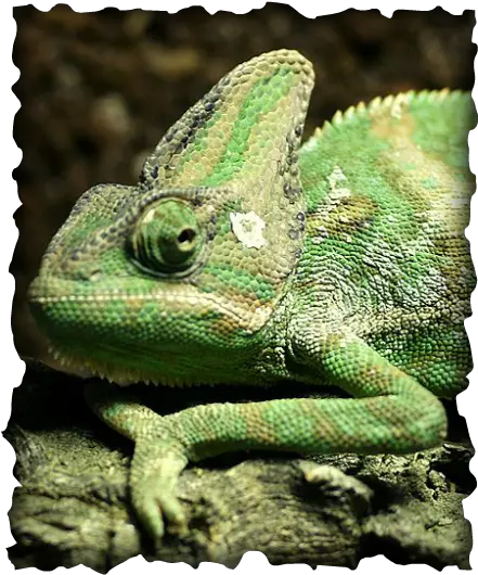 My Hawaii Nature Journal Hawaii Nature Journal Green Types Of Lizards Png Lizard Transparent