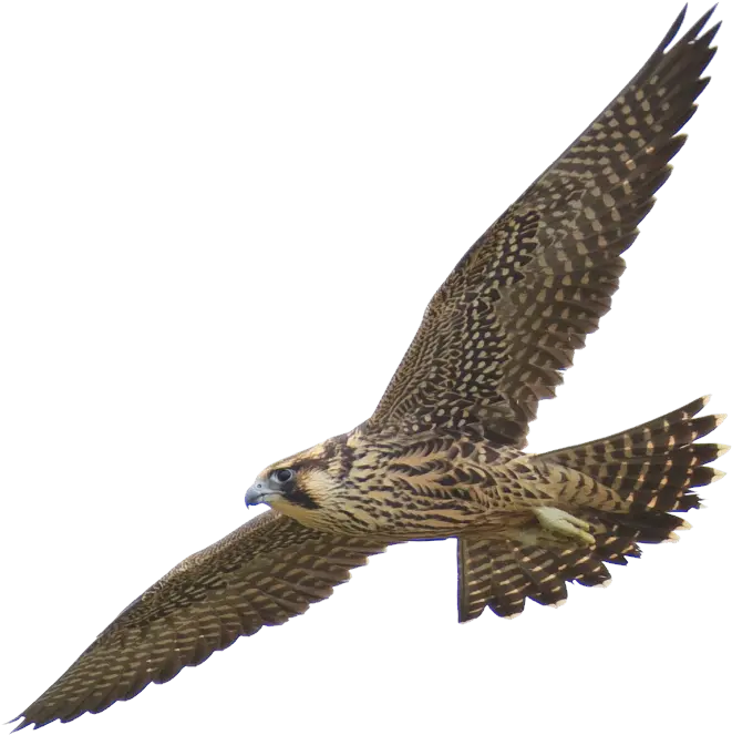 Falcon Png Picture Peregrine Falcon Png Falcon Png