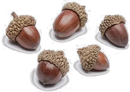 Acorn Transparent Image Small Acorn Png Acorn Transparent Background