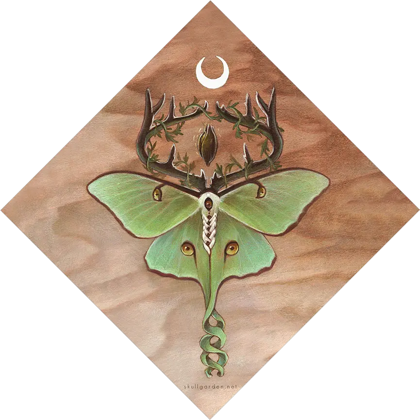 Ancestor Moth Prints Skullgarden Luna Moth Png Moth Png