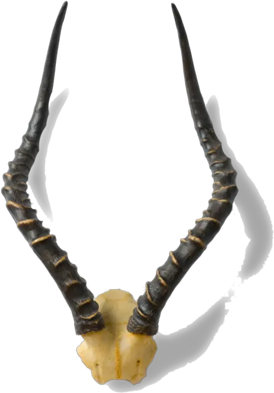 Horn Animal Product Antler Jaw Antelope Horns Png Horns Png