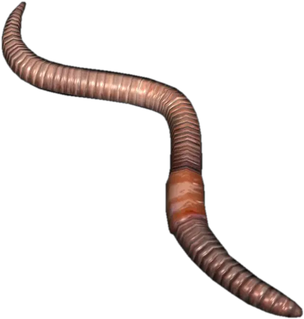 Earthworm Worm Png Earth Worm Png Worm Png