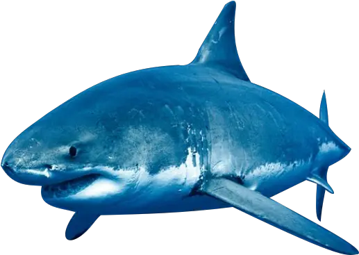 Clear Your Calendars Itu0027s Shark Week And Chill All Great White Shark Png Shark Png