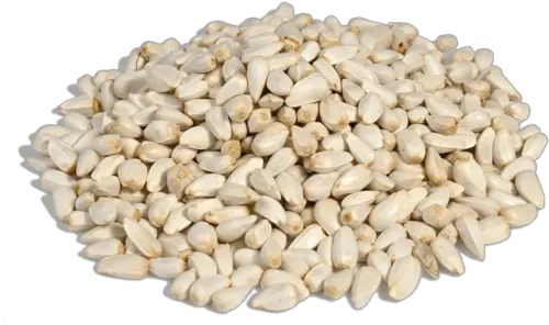 Safflower Seeds Echinochloa Esculenta Seeds Png Seed Png