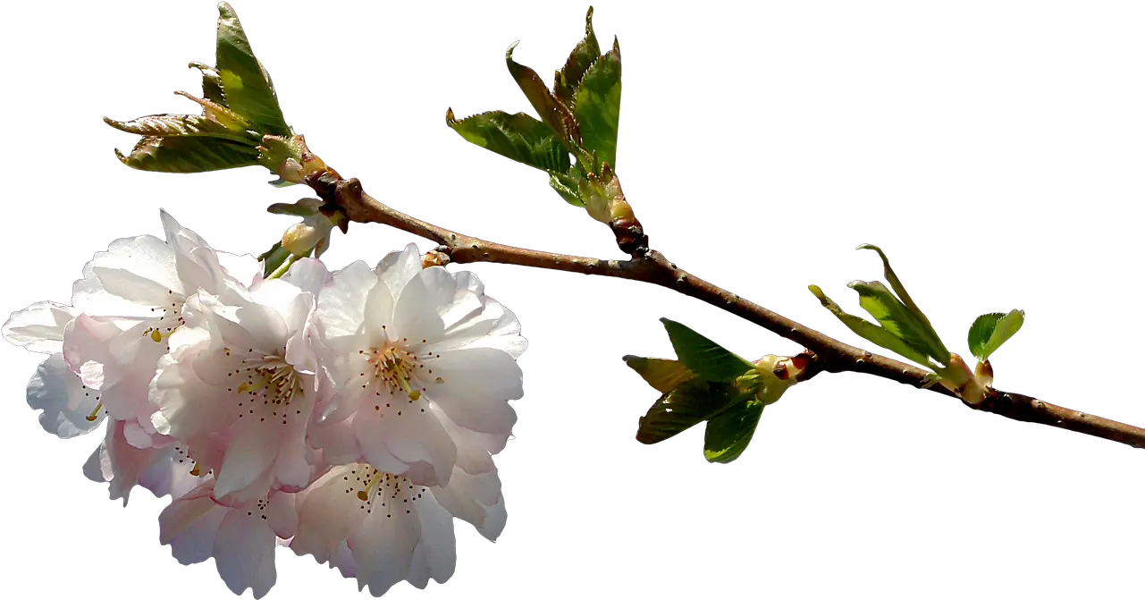Prunusbranchpnggraphicsclipping Free Image From Imagenes De Flor Png Cherry Blossom Branch Png