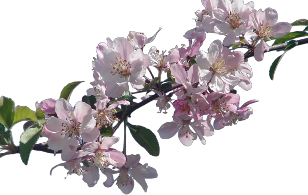 Cherry Blossom Branch Png 4 Image Real Cherry Blossom Png Cherry Blossom Branch Png