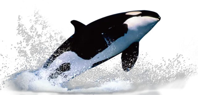 78 Killer Whale Png Killer Whale Png