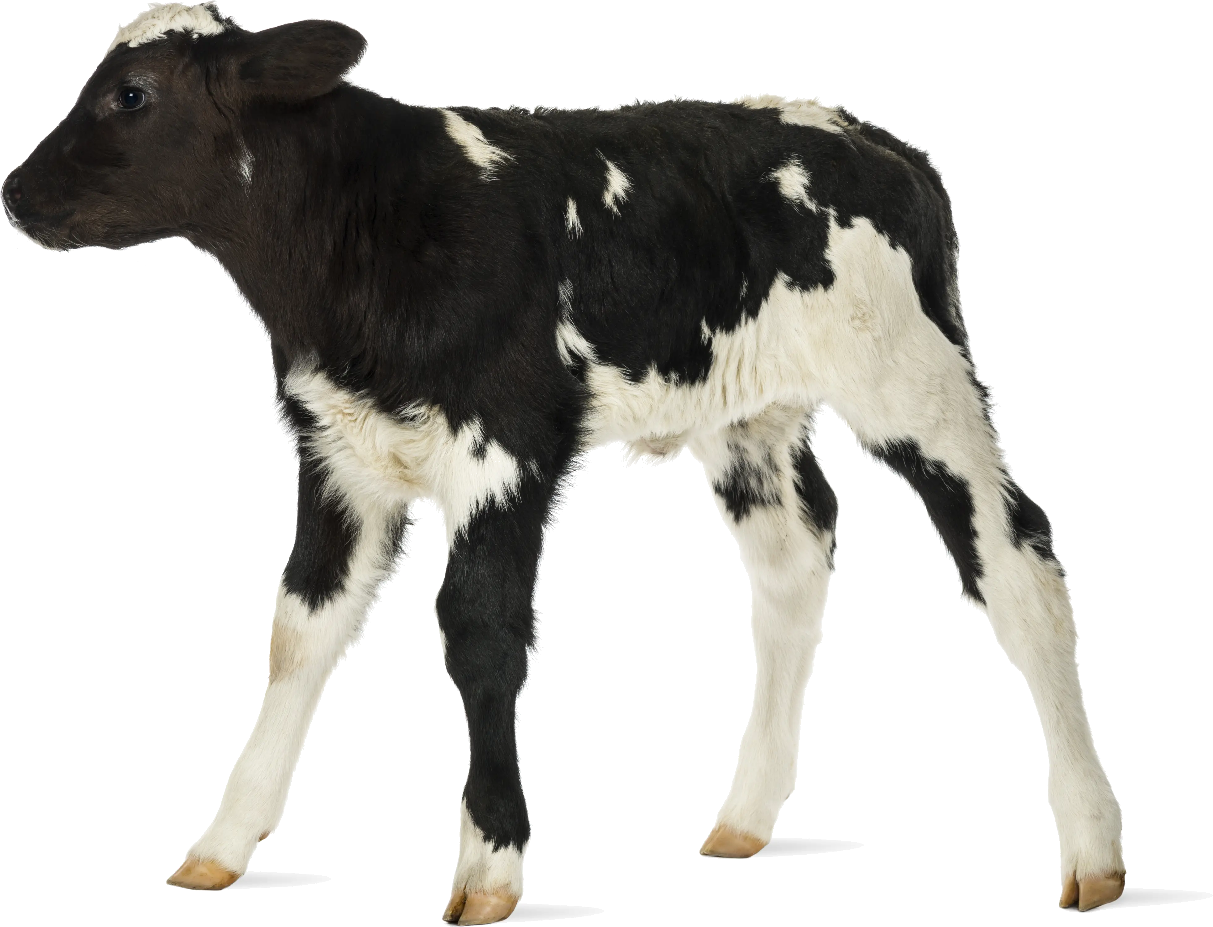 Download Baby Cow White Background Full Size Png Image Baby Cow Transparent Background Cow Transparent