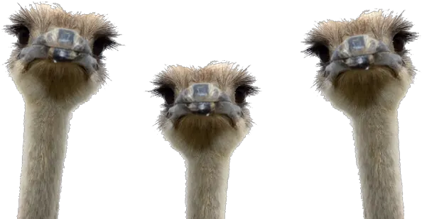 Download Animalsostrichpngtransparentimagestransparent Ostrich Png Free Images With Transparent Background