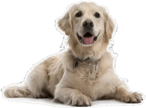 Golden Retriever Puppies For Sale In Dog Deworming Png Golden Retriever Transparent