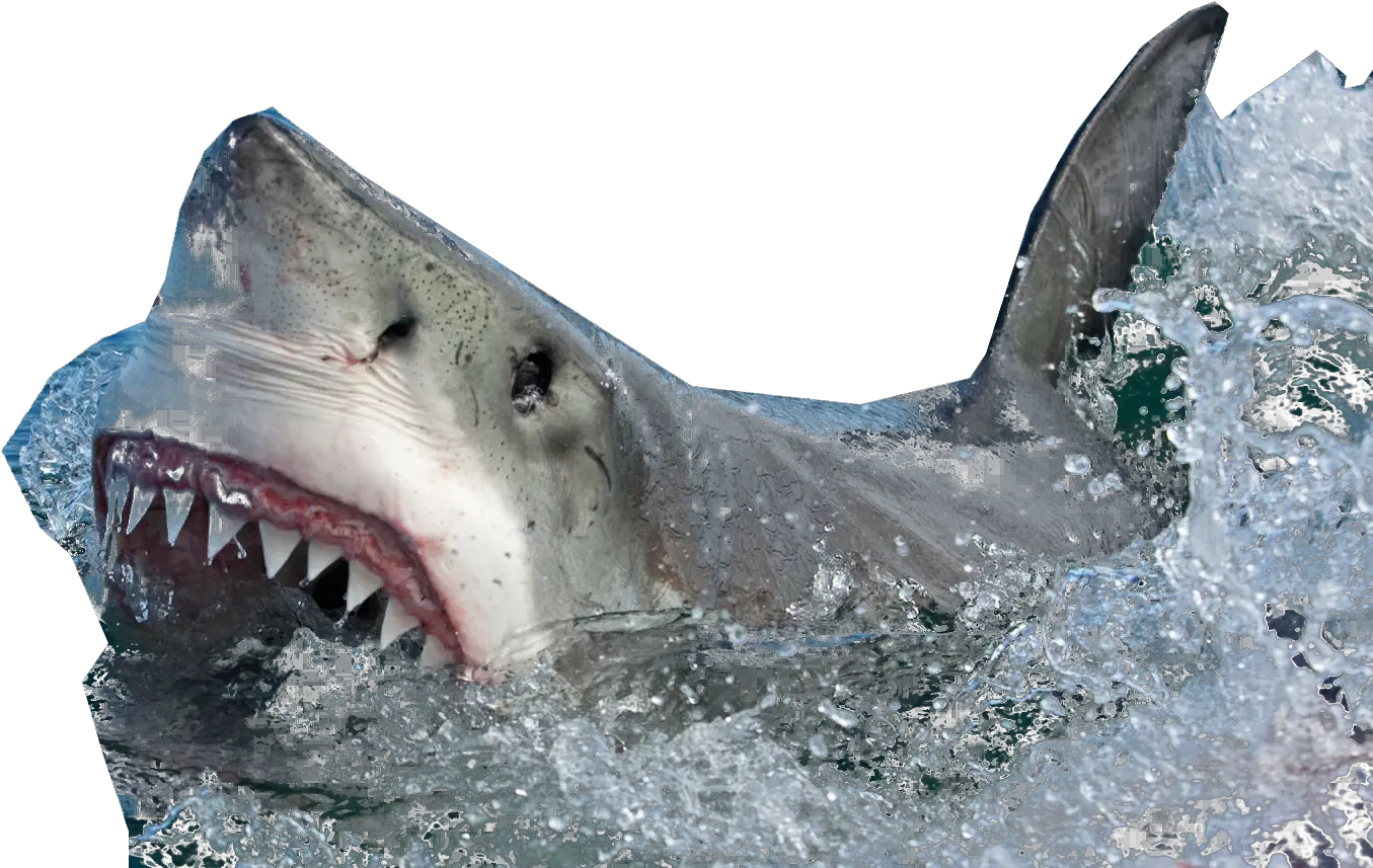 Shark Coming Out Of Water No Background Transparent Png Shark Coming Out Of Water Png Coming Soon Transparent Background