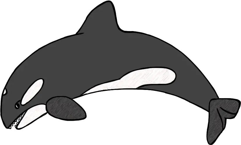 Stunning Cliparts Orca Clipart 26 Download Here Killer Whale Kids Drawing Png Dolphin Clipart Png