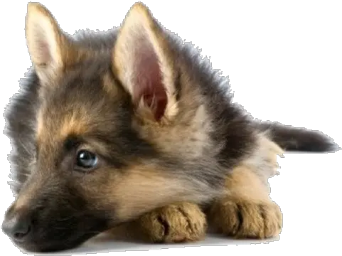 Shephard Dog Face Png Icon History Of German Shepherd Dog Face Png