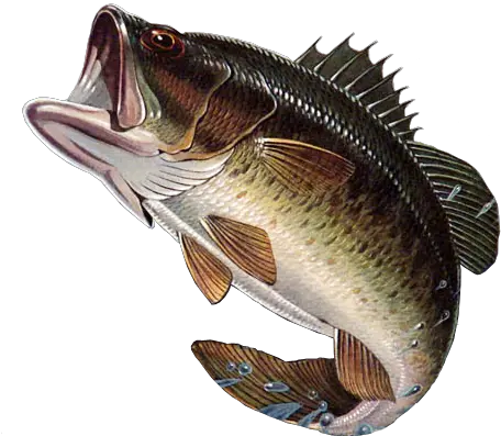 Largemouth Bass Png Largemouth Bass Png Bass Fish Png