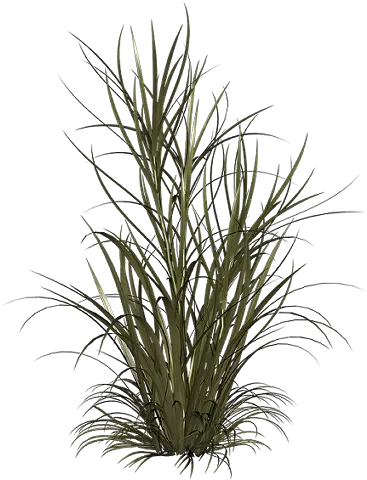 Switchgrass Panicum Virgatum Plant Care Guide Auntie Cespugli Png Tall Grass Png