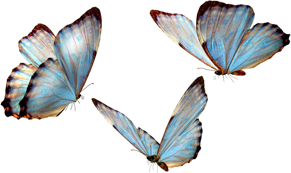 Download Hd Flying Butterfly Transparent Real Life Cute Butterfly Png Butterfly Transparent png