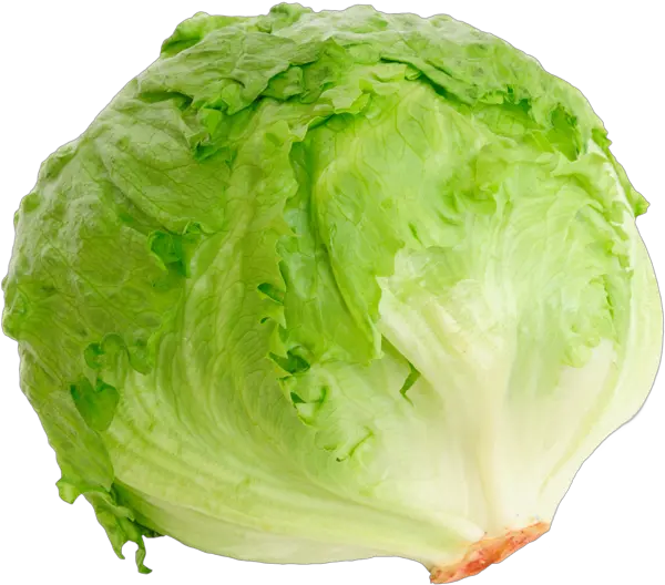 Iceberg Lettuce Iceberg Lettuce Png Iceberg Png