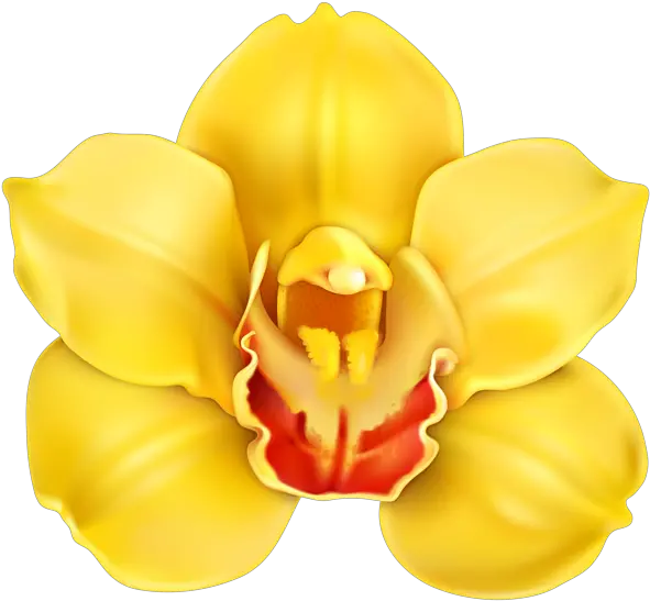 Yellow Orchid Orchids Clip Art Yellow Orchid Flower Png Orchid Png