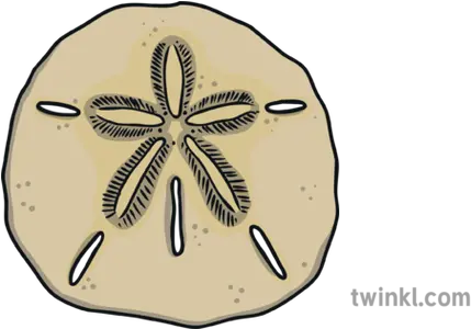 Sand Dollar Beach Shell Ks1 Sand Dollar Png Sand Dollar Png