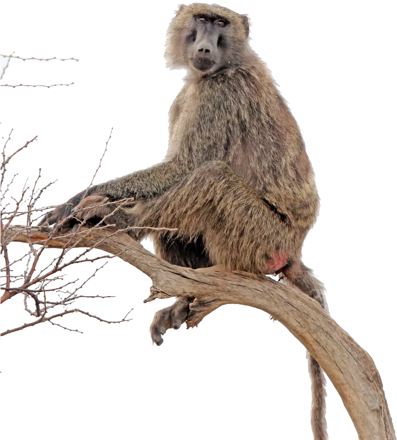 Free Monkey Png Transparent Download Baboon Transparent Monkey Transparent