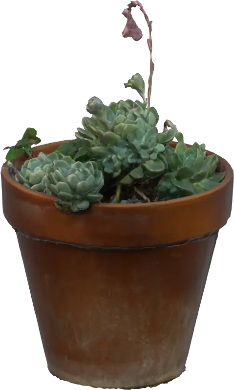 Succulent Plants Rosette Png Succulent Icon Transparent