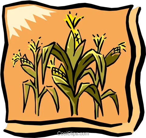 Corn Field Royalty Free Vector Clip Art Corn Graphic Png Corn Field Png