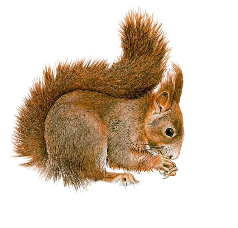 Squirrel Left Transparent Png Squirrel Transparent Squirrel Transparent