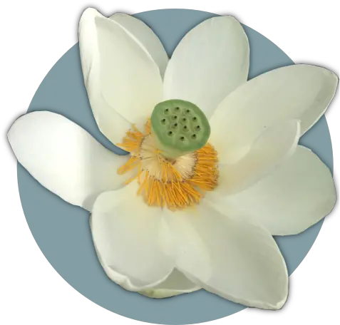 Lotus Flower Healing U2013 Sound Nymphaea Nelumbo Png Lotus Flower Transparent