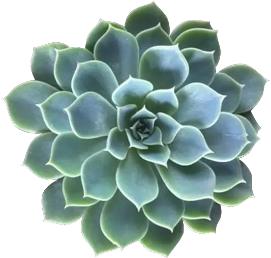 Succulents Png 5 Image Aesthetic Pngs For Edits Succulent Transparent Background